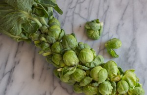 Organic Brussels Sprouts from Say Hay Farms