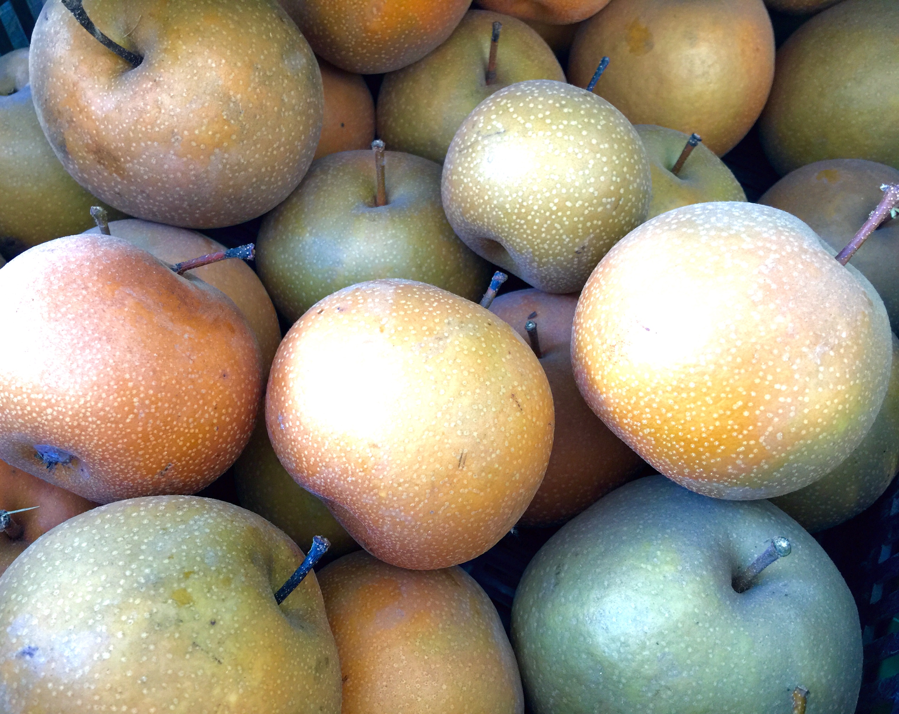 Asian pears grown at Inzana Ranch