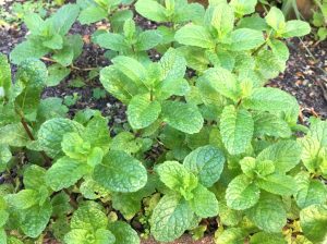 Fresh mint, and easy-to-grow! 