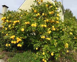 Lots of Lemons!